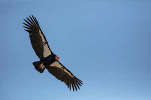 Majestic Condor In Flight Wallpaper