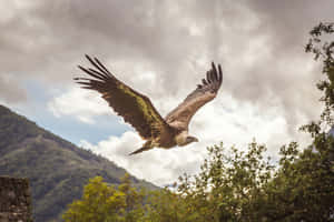 Majestic Condor In Flight Wallpaper