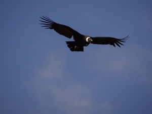 Majestic Condor In Flight Wallpaper