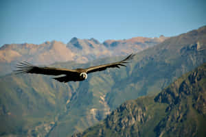 Majestic Condor In Flight Wallpaper