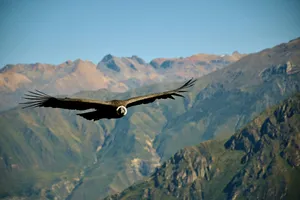 Majestic Condor In Flight Wallpaper