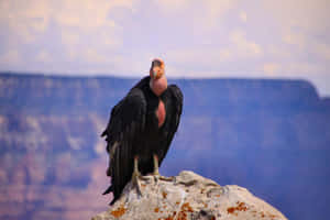 Majestic Condor Overlooking Canyon Wallpaper