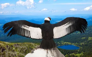 Majestic Condor Overlooking Mountain Landscape Wallpaper