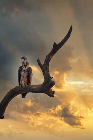 Majestic Condor Perched At Sunset Wallpaper