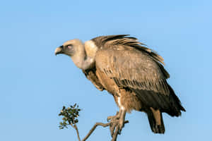 Majestic Condor Perched Wallpaper