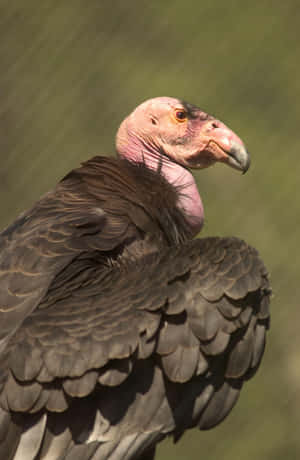 Majestic Condor Portrait Wallpaper