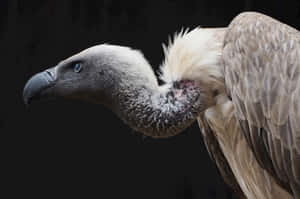 Majestic Condor Profile Wallpaper