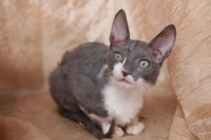 Majestic Cornish Rex Relaxing In Nature Wallpaper