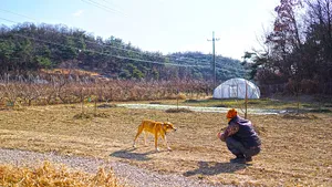 Majestic Country Dog Enjoying The Serene Outdoors Wallpaper