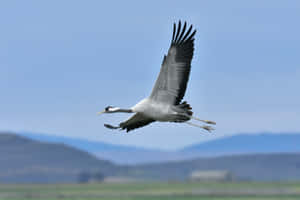 Majestic Crane In Flight.jpg Wallpaper