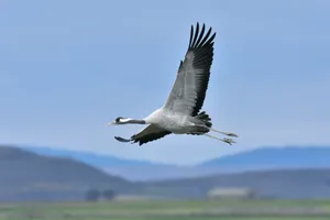 Majestic Crane In Flight.jpg Wallpaper
