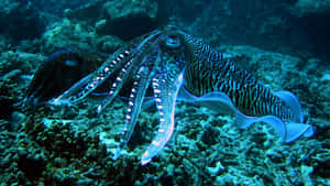 Majestic Cuttlefish Underwater Wallpaper