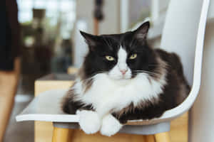 Majestic Cymric Cat Lounging On A Chair Wallpaper