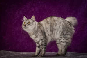 Majestic Cymric Cat Sitting In A Serene Garden Wallpaper