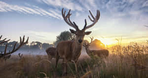 Majestic_ Deer_at_ Sunrise Wallpaper