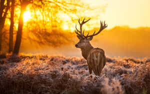 Majestic Deer Enjoying A Sunny Day In The Mountains Wallpaper