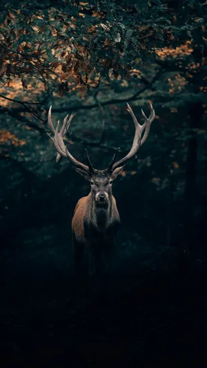 Majestic Deer In Forest Wallpaper