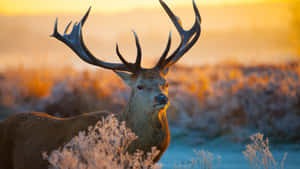 Majestic Deer Sunrise Glow Wallpaper