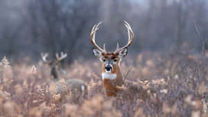 Majestic Deerin Autumn Field Wallpaper