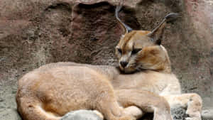 Majestic Desert Lynx Gazes Into The Distance Wallpaper