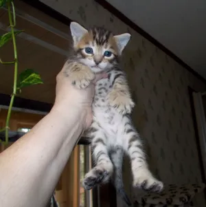 Majestic Desert Lynx In Its Habitat Wallpaper