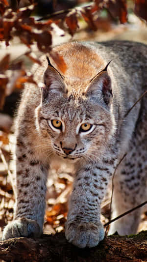 Majestic Desert Lynx In Its Natural Habitat Wallpaper