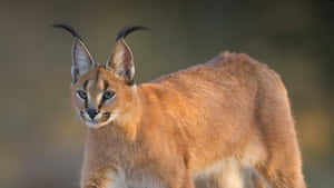 Majestic Desert Lynx In Its Natural Habitat Wallpaper