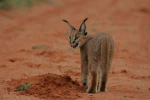 Majestic Desert Lynx On The Prowl Wallpaper