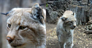 Majestic Desert Lynx Prowling In Its Natural Habitat Wallpaper