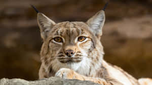 Majestic Desert Lynx Prowling In The Sunset Wallpaper