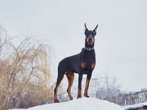 Majestic Doberman Sitting Majestically In The Snow Wallpaper