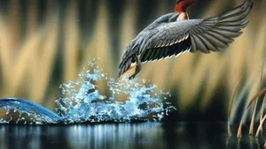 Majestic_ Duck_ Takeoff_ Water_ Splash Wallpaper