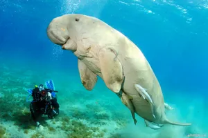 Majestic Dugong Cruising The Ocean Depths. Wallpaper