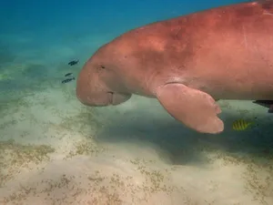 Majestic Dugong Grazing Seagrass In Vibrant Underwater Landscape Wallpaper