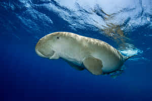 Majestic Dugongs Swim Under The Sea Wallpaper