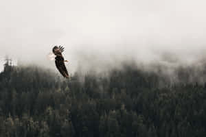 Majestic Eagle Flight Over Foggy Forest Wallpaper