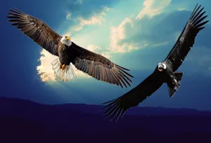 Majestic Eagleand Condorin Flight Wallpaper