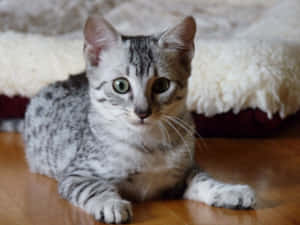 Majestic Egyptian Mau Cat Relaxing On A Ledge Wallpaper