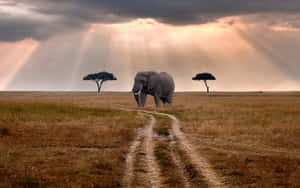 Majestic_ Elephant_ Under_ Crepuscular_ Rays.jpg Wallpaper