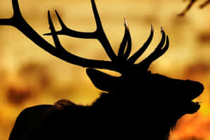 Majestic Elk Silhouetteat Sunset Wallpaper