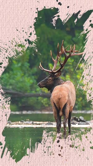 Majestic Elk Standing Near Water4 K U H D Wallpaper