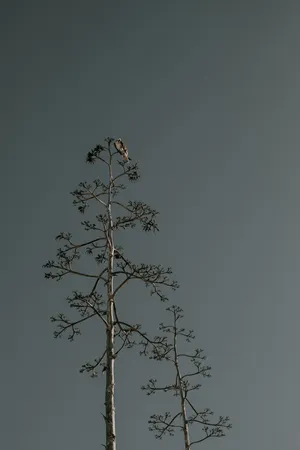 Majestic Falcon In Flight Wallpaper