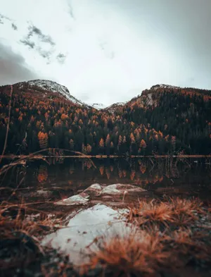 Majestic Fall Mountains Amidst Golden Foliage Wallpaper