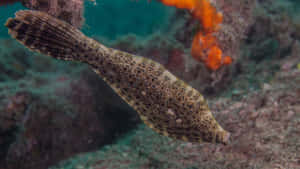 Majestic Filefish Swimming In The Tropical Waters. Wallpaper