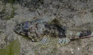 Majestic Flathead Lake Under A Clear Blue Sky Wallpaper