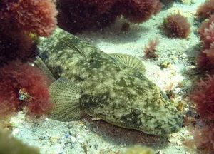 Majestic Flathead Lake With Surrounding Mountains At Sunset. Wallpaper