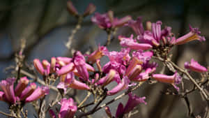 Majestic Flower Tree In Full Bloom Wallpaper