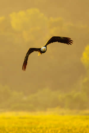 Majestic Flying Eagle Soaring High In The Sky Wallpaper