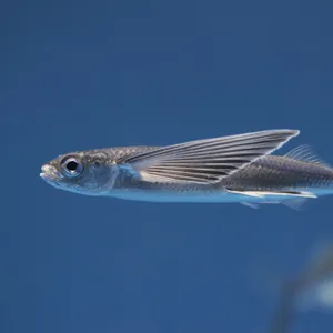 Majestic Flying Fish Soaring Above The Ocean Wallpaper