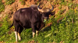 Majestic Gaur Grazing.jpg Wallpaper